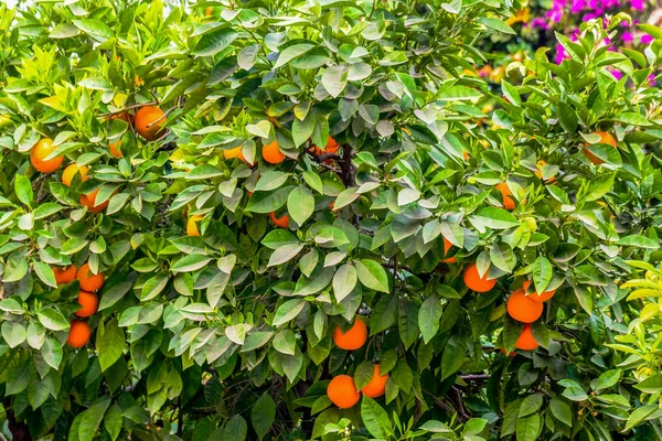 Summer background.Orange tree . Moroccan Oranges Oranges tree — Stock Photo, Image