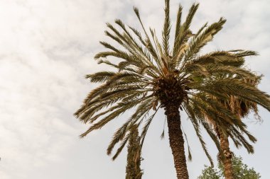 Afrika vaha palmiye ağaçları şeker büyüyor