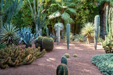 Marakeş, Fas - 11, 2019 : Fas'ın Marakeş bölgesinde bulunan Jardin Majorelle botanik bahçesinde çeşitli kaktüsler.