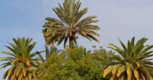Afrikaanse oase palmbomen groeien in suiker — Stockfoto
