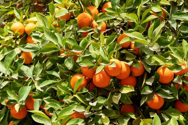 Afrika Marocko apelsiner växa bland pollen träd — Stockfoto