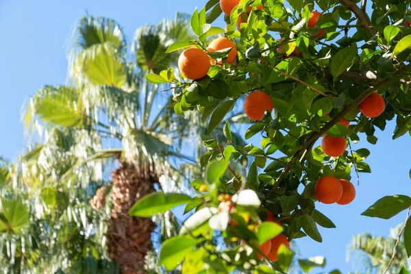 África As laranjas de morocco crescem entre as árvores de pólen — Fotografia de Stock