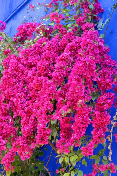 Красные цветы на голубом заборе Африки Марокко — стоковое фото