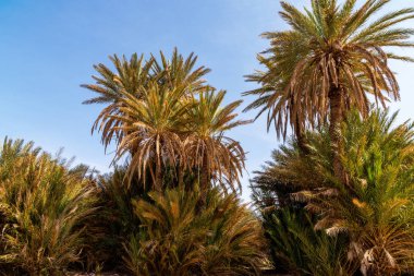 Çölde avuç içi Oasi Fas sahara africa dune