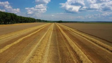 Hasat kırmızı ve mavi traktör yan görünümü, çiftçi tarlalarında sarı kolza Temizleme üreten. Hammadde tarım makinesinden kahverengi bir römork içine dökülür, ısı gelir