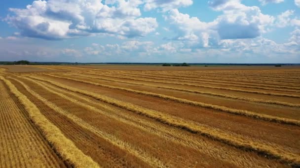 Sidovy av skördaren röd och blå traktor, som producerar rengöring gul raps på jordbrukarna fält. Råvaran hälls från jordbruks maskinen till en brun släpvagn, värmen kommer — Stockvideo