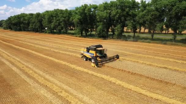 Zijaanzicht van de Harvester rode en blauwe trekker, productie van het schoonmaken van geel raapzaad bij boeren velden. De grondstof wordt van de Landbouwmachine in een bruine aanhangwagen gegoten, de hitte komt — Stockvideo