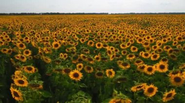 Ayçiçeği tarlasının havadan görünümü. Ayçiçeği alanının havadan görünümü, ayçiçeği üzerinde bir gökyüzü arka plan uçuş çiçekli ayçiçeği görünümü. Ayçiçeği tarlası güneşli bir gün. Havadan çiçekli ayçiçekleri