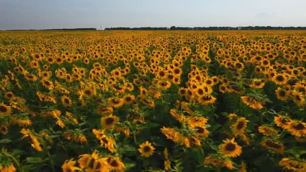 Luchtfoto van het zonnebloem veld. Luchtfoto van zonnebloemen veld, Bekijk bloeiende zonnebloemen op een hemel achtergrond vlucht over zonnebloem. Zonnebloem veld zonnige dag. Luchtfoto bloeiende zonnebloemen — Stockvideo