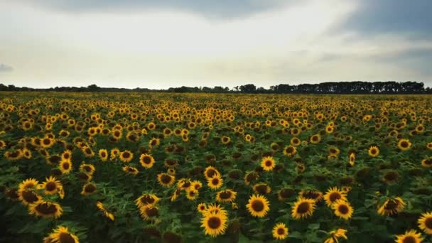 Vue aérienne du champ de tournesol. Vue aérienne du champ de tournesols, vue des tournesols en fleurs sur un vol de fond de ciel au-dessus du tournesol. Champ de tournesol journée ensoleillée. Vue aérienne tournesols à fleurs 