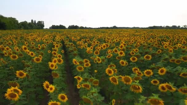 Vue aérienne du champ de tournesol. Vue aérienne du champ de tournesols, vue des tournesols en fleurs sur un vol de fond de ciel au-dessus du tournesol. Champ de tournesol journée ensoleillée. Vue aérienne tournesols à fleurs 