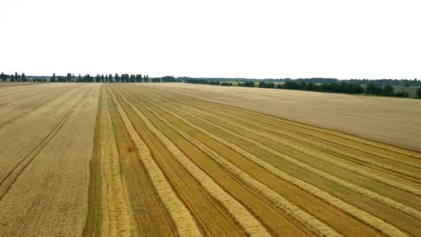 4K spektakularny prosto w dół powiększyć obracający się widok z powietrza z dwóch kombajnów zbożowych zbioru pszenicy — Wideo stockowe