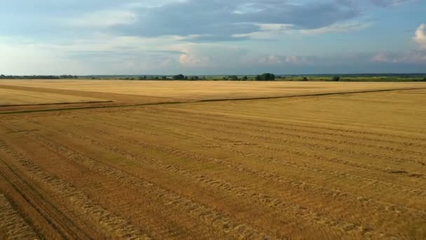 Tracteurs et machines agricoles récoltant du maïs en automne, vue aérienne à couper le souffle. — Video