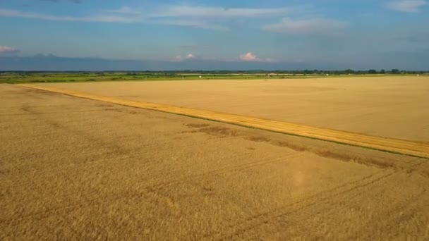 Traktörler ve tarım makineleri sonbaharda mısır hasat ediyor, nefes kesici hava manzarası. — Stok video