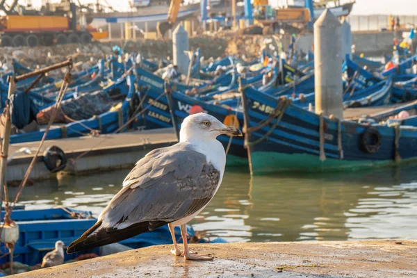 Essaouira Fish Market é o lugar para obter os frutos do mar LOCAL, o porto é perto de Bab Doukala. Belo pôr do sol com fortaleza silhueta e gaivota voadora — Fotografia de Stock