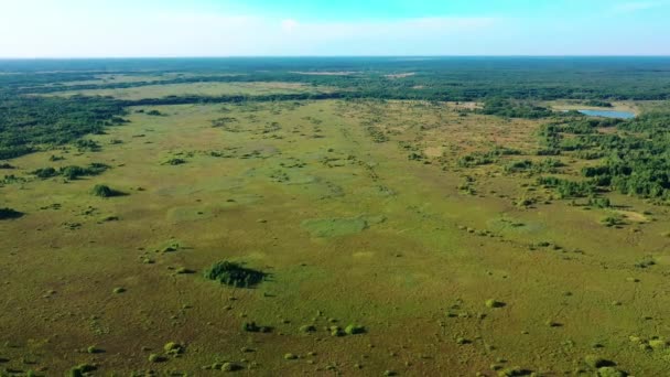 Pantano pantanos infranqueables fotografía aérea en tiempo soleado — Vídeo de stock