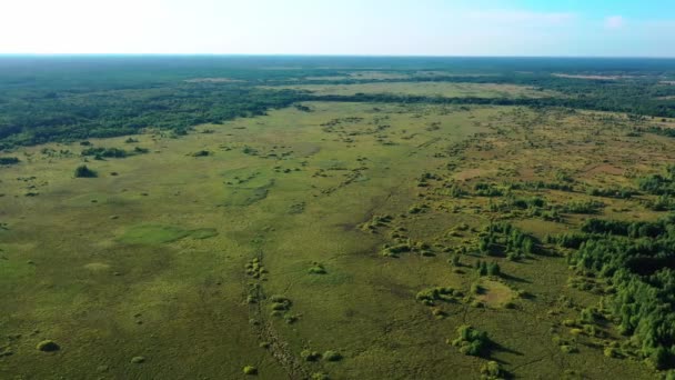 Болотные непроходимые болота воздушная фотография в солнечную погоду — стоковое видео