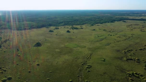 Болотные непроходимые болота воздушная фотография в солнечную погоду — стоковое видео