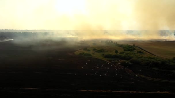 Widok z lotu ptaka z drona trawnika spalanie suchej trawy. Ogień w widoku z lotu ptaka. Ogień na polach jesiennych. — Wideo stockowe