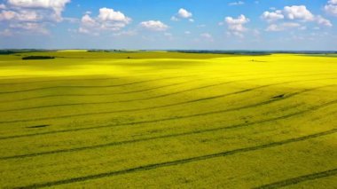 Sarı kanola sahasının hava aracı görüntüsü. Hasat sarı çiçek açar kanola yağı tohumu. Parlak sarı tecavüz şeritleriyle döşenmiş kırsal alan. Çiçek açan kolza tohumu tarlası. Tarım.