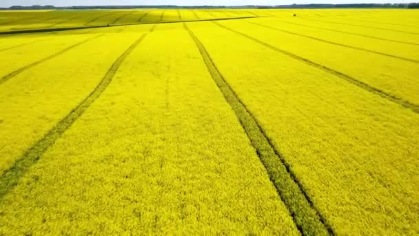 Pohled leteckého letounu na žluté pole Canola. Sklizeň kvete žluté květy řepkového oleje. Venkovské pole osázené mnoha pruhy jasně žluté řepky. Kvetoucí řepkové pole. Zemědělství. — Stock video