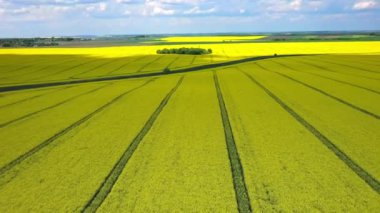 Sarı kanola sahasının hava aracı görüntüsü. Hasat sarı çiçek açar kanola yağı tohumu. Parlak sarı tecavüz şeritleriyle döşenmiş kırsal alan. Çiçek açan kolza tohumu tarlası. Tarım.