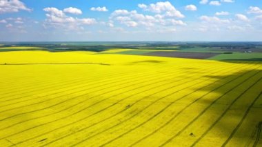 Sarı kanola sahasının hava aracı görüntüsü. Hasat sarı çiçek açar kanola yağı tohumu. Parlak sarı tecavüz şeritleriyle döşenmiş kırsal alan. Çiçek açan kolza tohumu tarlası. Tarım.