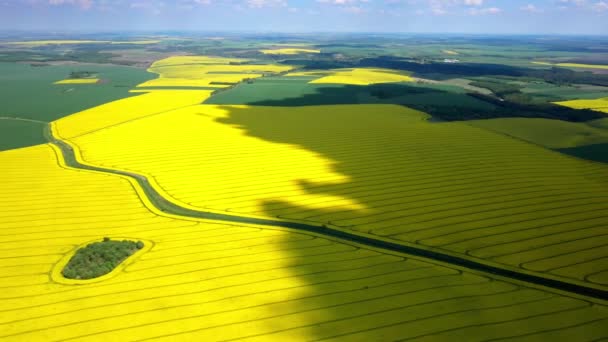 Pohled leteckého letounu na žluté pole Canola. Sklizeň kvete žluté květy řepkového oleje. Venkovské pole osázené mnoha pruhy jasně žluté řepky. Kvetoucí řepkové pole. Zemědělství. — Stock video