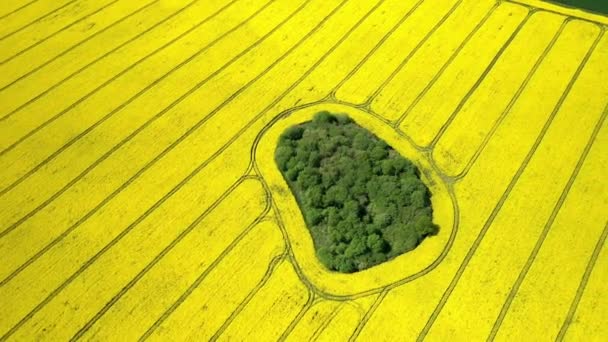 Luftaufnahme mit einer Drohne vom Gelben Rapsfeld. Die Ernte blüht gelb blüht Rapsöl. Bäuerliches Feld mit vielen Streifen leuchtend gelben Raps bepflanzt. Blühendes Rapsfeld. Landwirtschaft. — Stockvideo