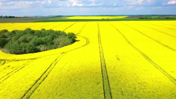 Veduta aerea Drone di Yellow Canola Field. Vendemmia fiori gialli semi oleosi di colza. Campo rurale piantato con molte strisce di giallo brillante stupro. Un campo di colza in fiore. Agricoltura . — Video Stock