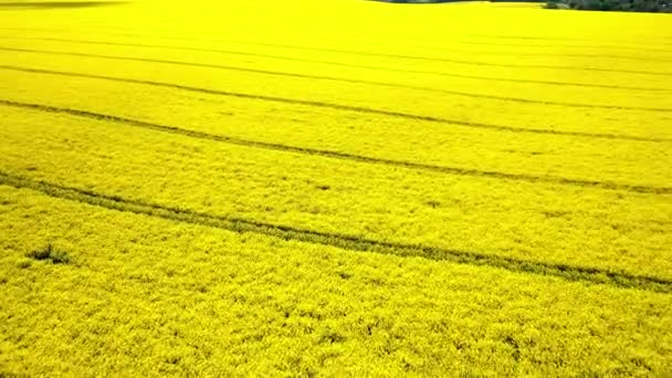 Sarı kanola sahasının hava aracı görüntüsü. Hasat sarı çiçek açar kanola yağı tohumu. Parlak sarı tecavüz şeritleriyle döşenmiş kırsal alan. Çiçek açan kolza tohumu tarlası. Tarım. — Stok video