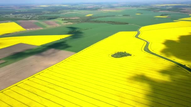 Flygdrönare utsikt över Yellow Canola Field. Skörden blommar gula blommor raps oljeväxter. Landsbygdsfält planterat med många remsor av klargul raps. Blommande rapsfröfält. Jordbruk. — Stockvideo