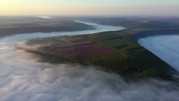 Αεροφωτογραφία των πεδίων σε ένα λόφο πάνω από τα σύννεφα, Αεροφωτογραφία της ομίχλης πάνω από το ποτάμι κατά την ανατολή, πυκνή ομίχλη πάνω από την κεραία του ποταμού, ομίχλη πάνω από το Δνείστερο, — Αρχείο Βίντεο