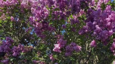 Leylak bahçesi ağaçları. İlkbahar botanik zamanı. 4k video.