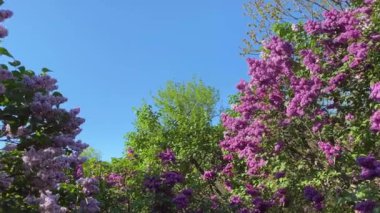 Leylak bahçesi ağaçları. İlkbahar botanik zamanı. 4k video.