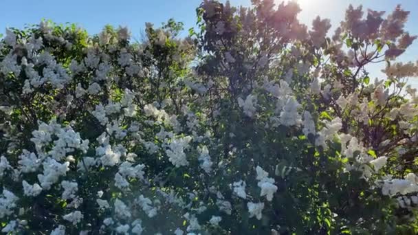 Lila jardín árboles naturaleza primavera botánica 4k video — Vídeos de Stock