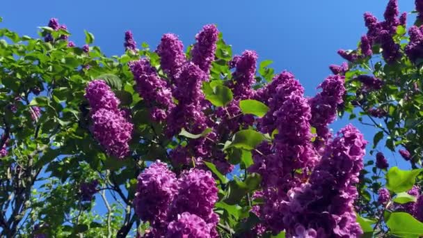 Lila jardín árboles naturaleza primavera botánica 4k video — Vídeos de Stock