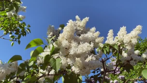 ライラックガーデンツリー自然春時間botany 4kビデオ — ストック動画