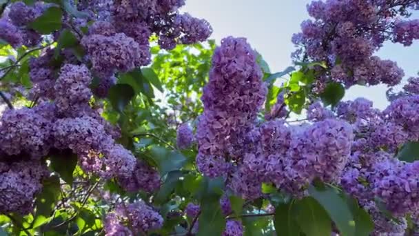Lila jardín árboles naturaleza primavera botánica 4k video — Vídeos de Stock