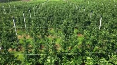 Gökyüzündeki ağaçların görüntüsü, ağaç tohumlarının üzerinden uçuşu, bir bahçe merkezi.