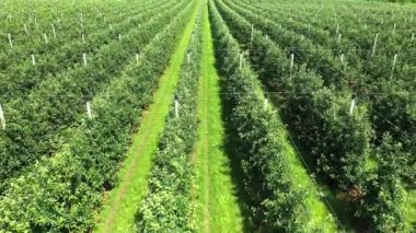 Gökyüzündeki ağaçların görüntüsü, ağaç tohumlarının üzerinden uçuşu, bir bahçe merkezi.