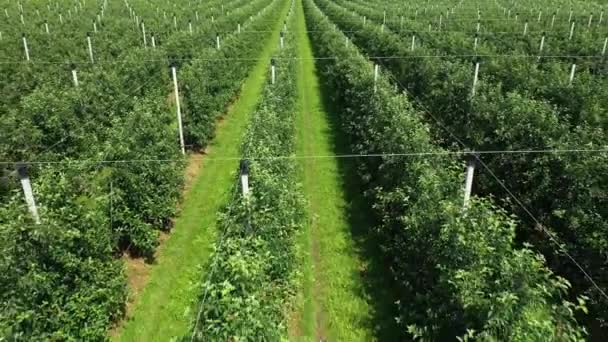 Ein Blick auf die Sämlinge der Bäume aus der Luft, die über Baumsetzlinge fliegen, ein Gartencenter — Stockvideo