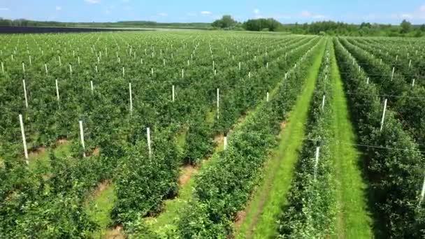 En utsikt över plantor av träd från luften, flyger över träd plantor, en trädgård Center — Stockvideo