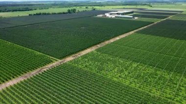 Gökyüzündeki ağaçların görüntüsü, ağaç tohumlarının üzerinden uçuşu, bir bahçe merkezi.