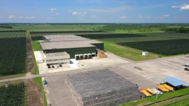 Gökyüzündeki ağaçların görüntüsü, ağaç tohumlarının üzerinden uçuşu, bir bahçe merkezi.