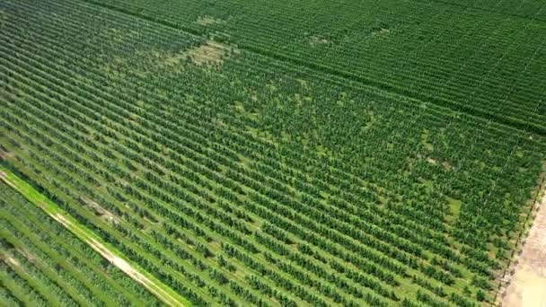 Una vista delle piantine degli alberi dall'aria, volando sopra le piantine dell'albero, un centro del giardino — Video Stock