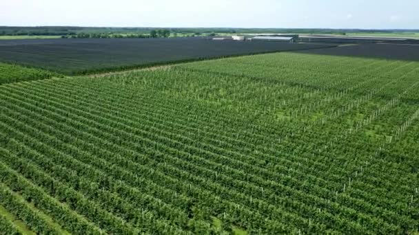 Ein Blick auf die Sämlinge der Bäume aus der Luft, die über Baumsetzlinge fliegen, ein Gartencenter — Stockvideo