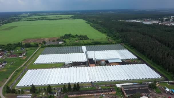 Flyger över ett stort växthus med grönsaker, en växthusvy ovanifrån. — Stockvideo