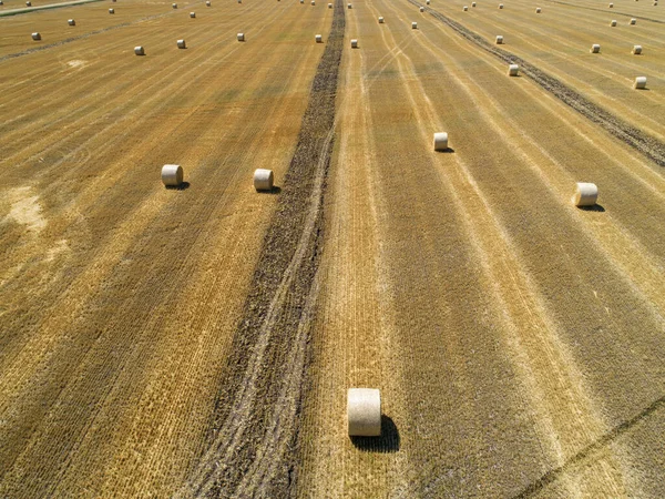 Le balle rotonde sono balle di fieno, paglia o foraggio arrotolate a forma di cilindro grande. Quando i legumi crescono fino a una certa altezza, vengono tagliati e asciugati nei campi dal calore del sole. — Foto Stock