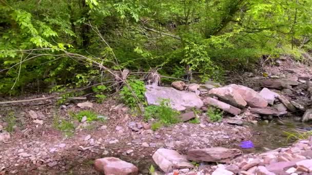 Basura tirada por un hombre desfigura un paisaje forestal — Vídeo de stock